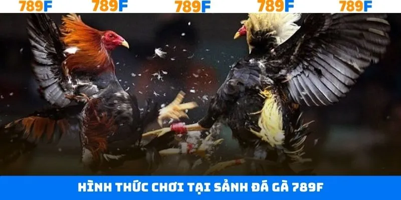 Danh mục thể loại chọi kê đang được ưa chuộng